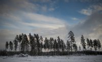 Weinig sneeuw in Zweden