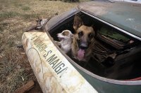 De Lancia Stratos van Sandro Munari als kennel